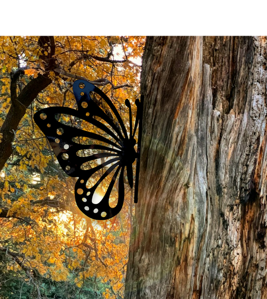 Peeking Butterfly